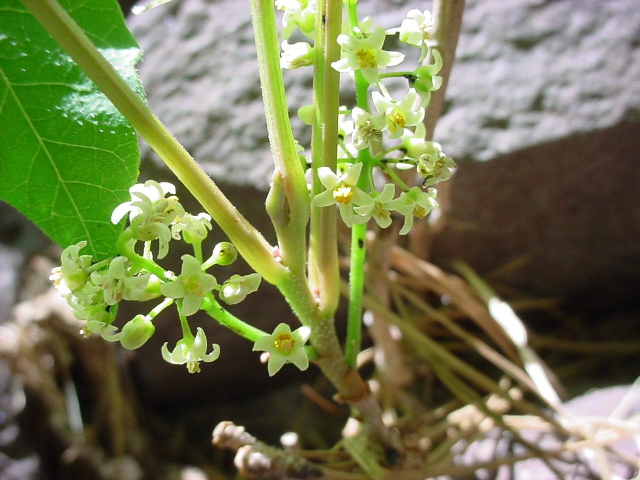 Small white-yellow blossoms in clusters