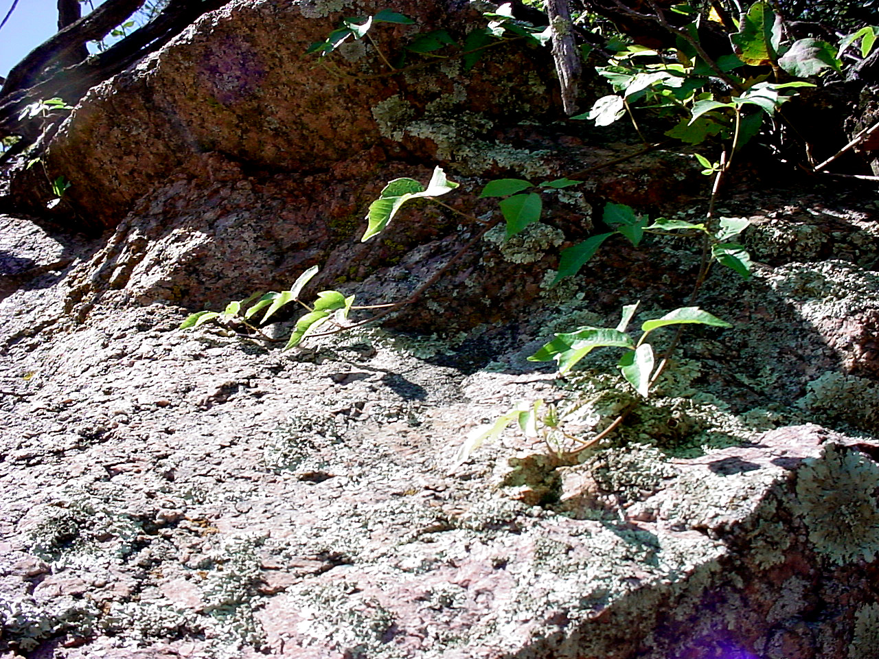 Trifoliate leaves and viney growth habit of poison ivy