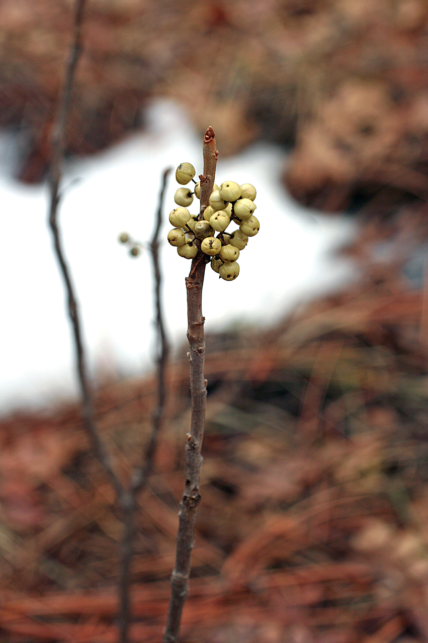 Stem tip with a cluster of white berry-like fruits