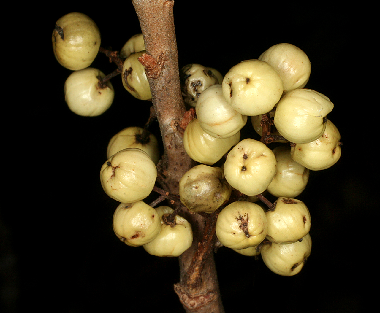 Close-up of fruits in a cluster along the stem. Also visible: buds and leaf scar (with five vascular bundles indicated by dots).