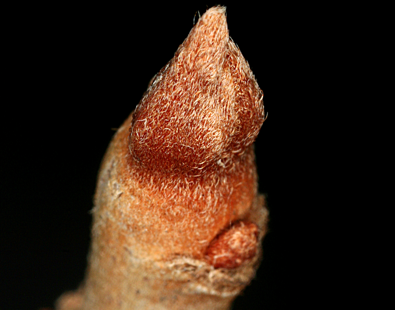 Tip of the stem, which has a red bud and a leaf scar