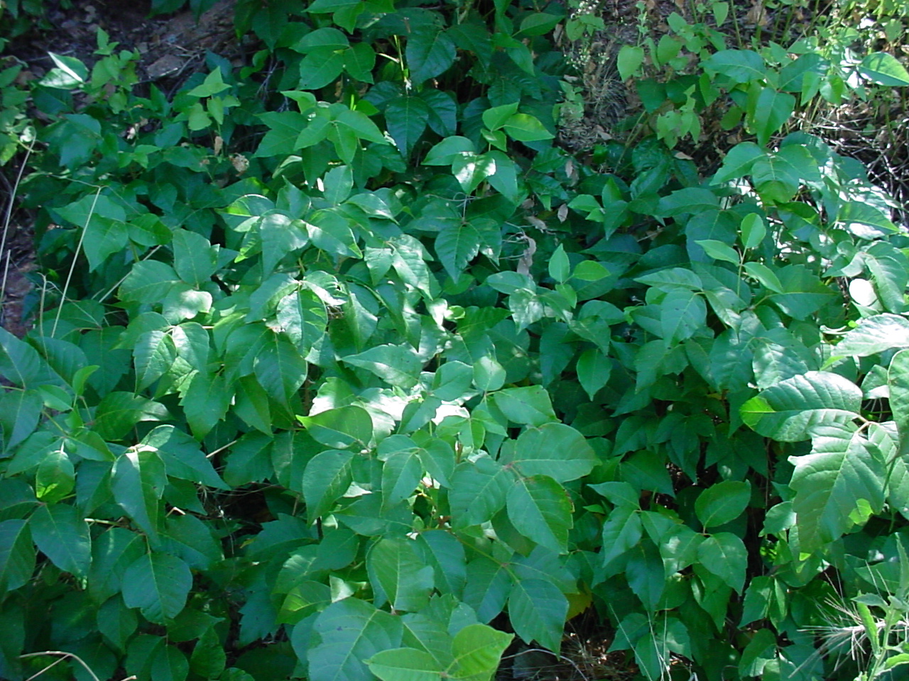 Slightly bushy growth habit, but with characteristic trifoliate leaves.