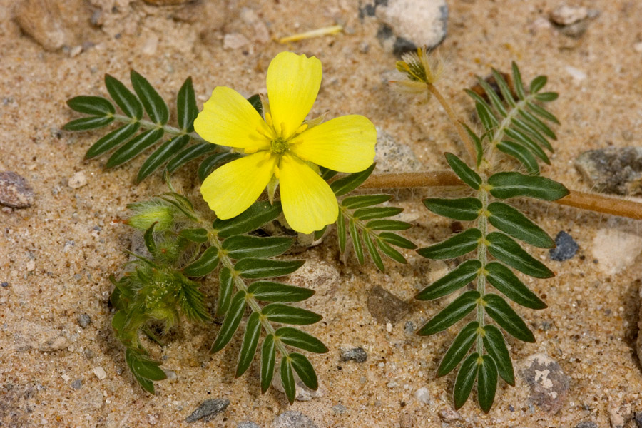 Five-petalled yellow flower and pinnate foliage.