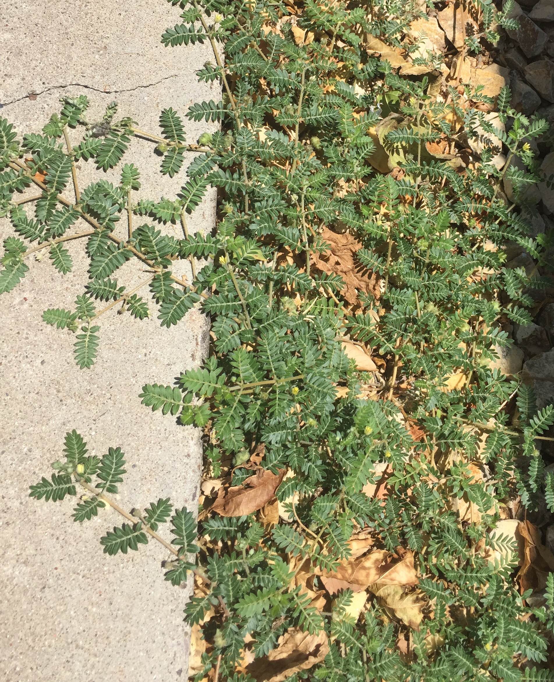 Viney growth habit with slightly fuzzy stems