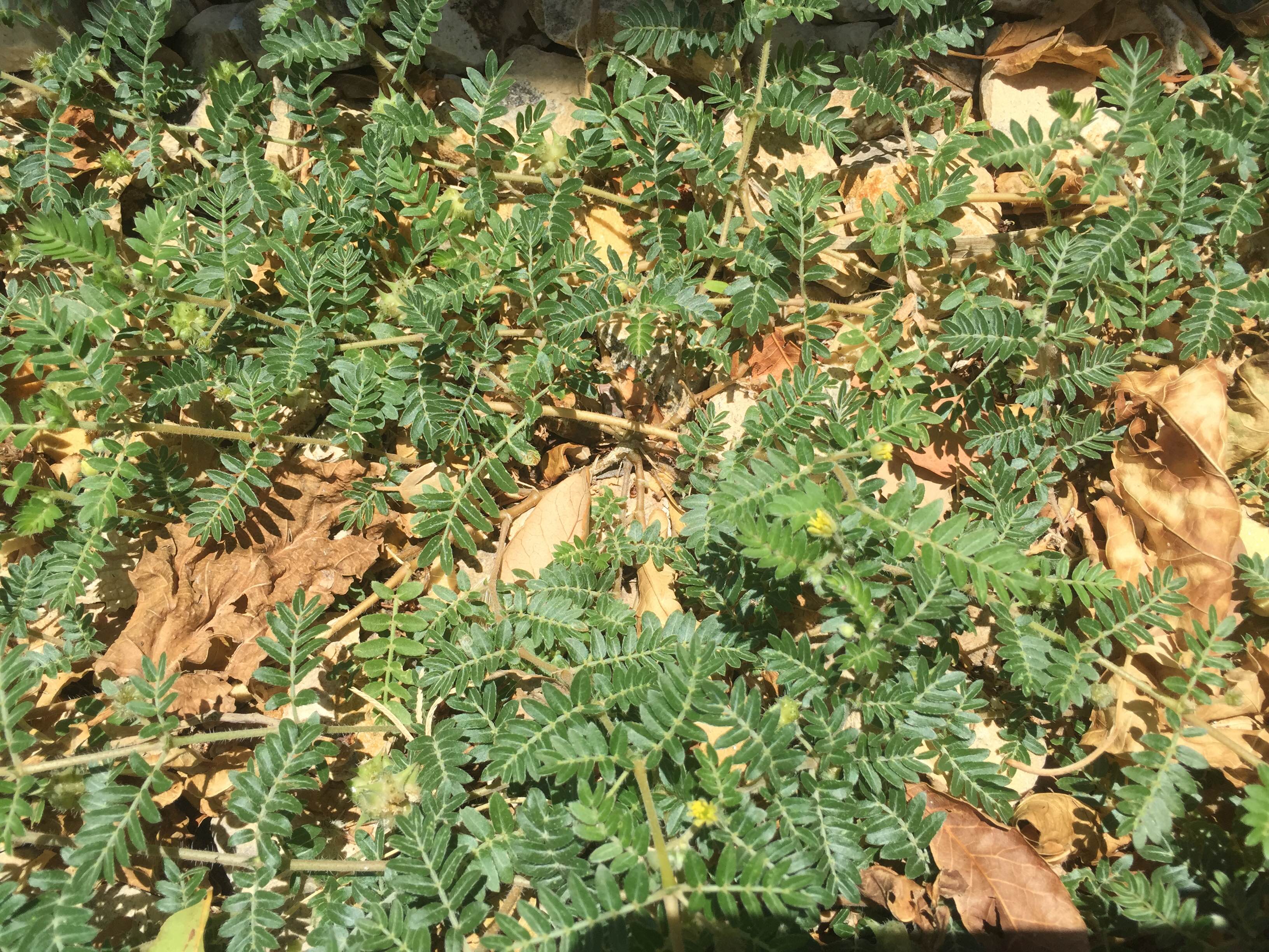 Viney growth habit with slightly fuzzy stems