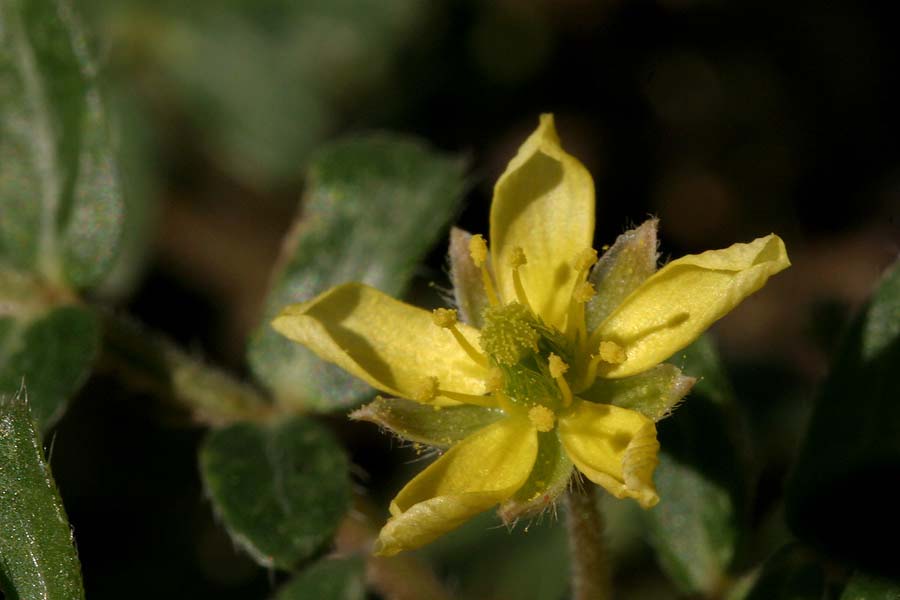 Close-up of fading yellow flower with slightly fuzzy stems and bracts visible behind petals