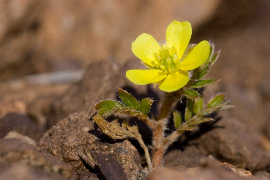 A new plant with a flower growing right above meager leaves and a tiny stem