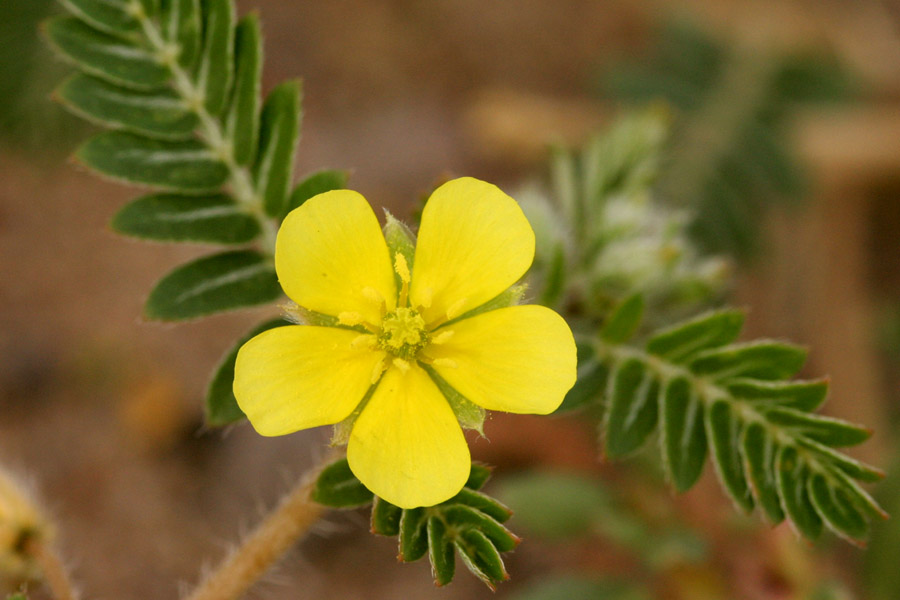 Close-up of yellow flower with slightly fuzzy stems and bracts visible behind petals