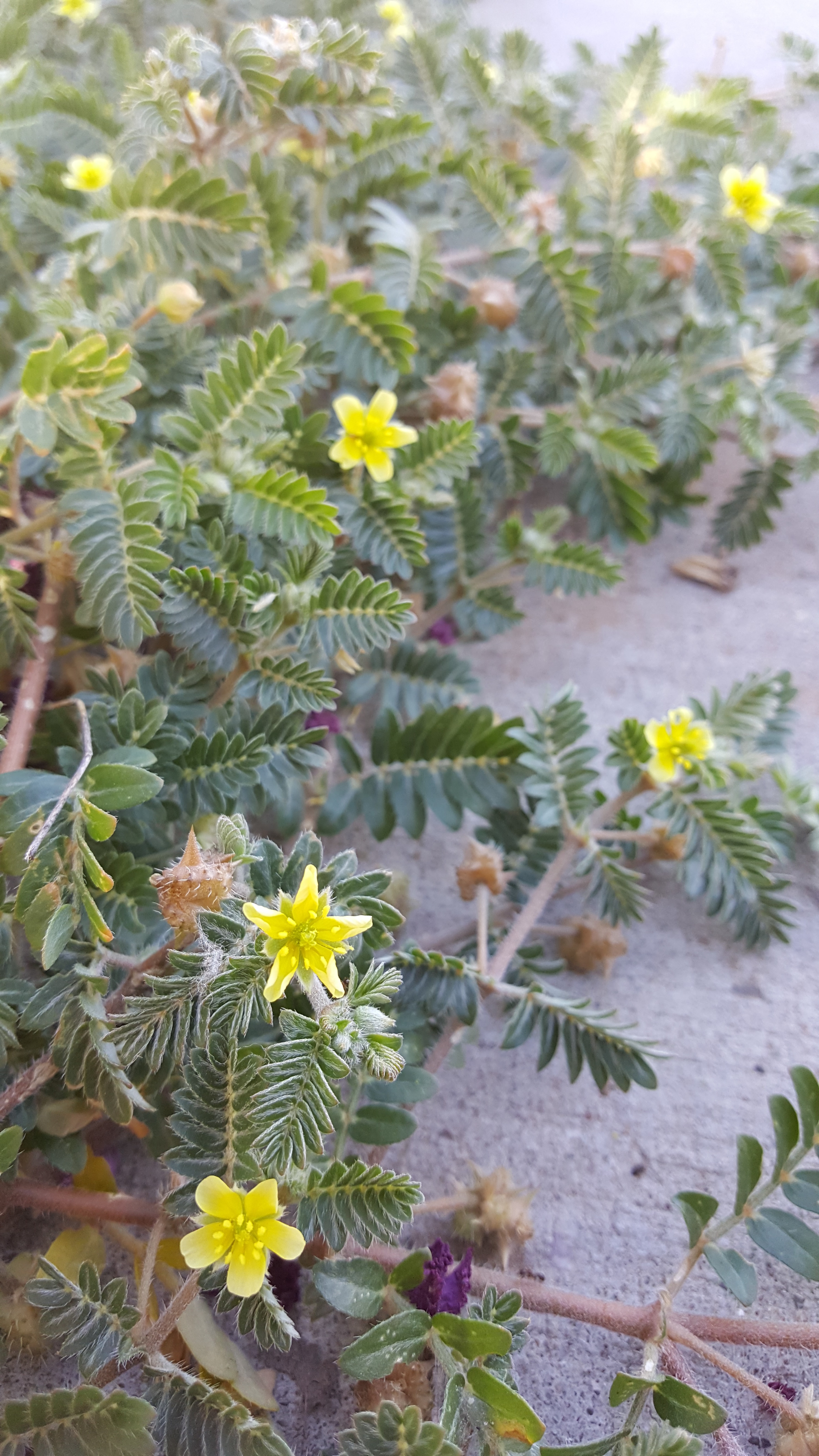 Viney growth habit with fuzz on leaves visible