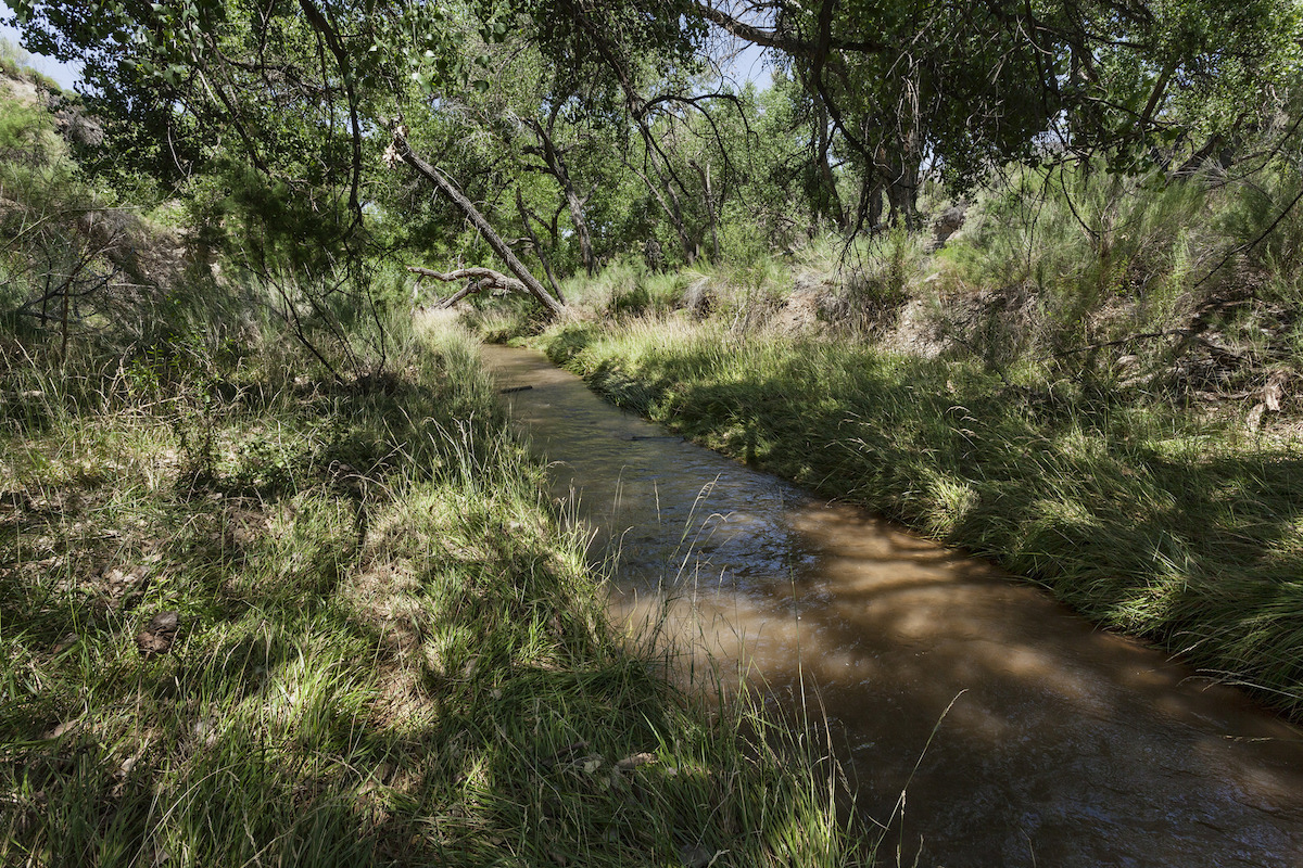 Streambank covered in arrowgrass