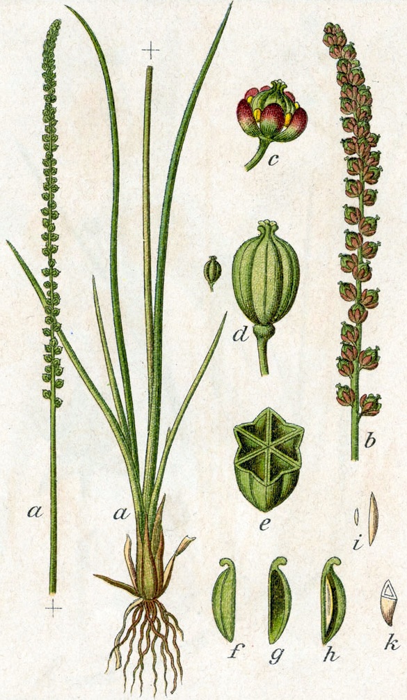 Botanical illustration showing plant parts of arrowgrass