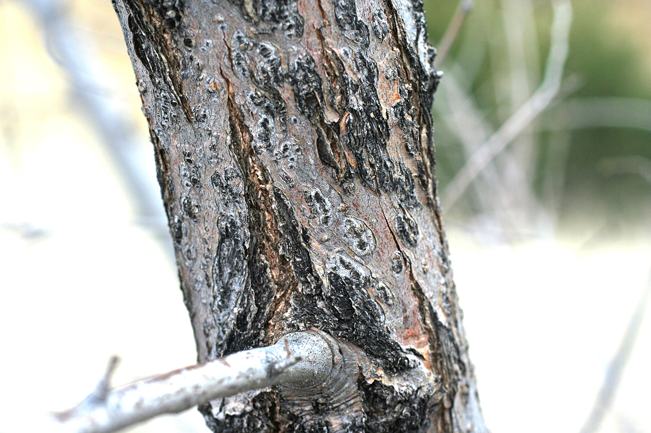 Gray-brown bark with dark markings and furrows