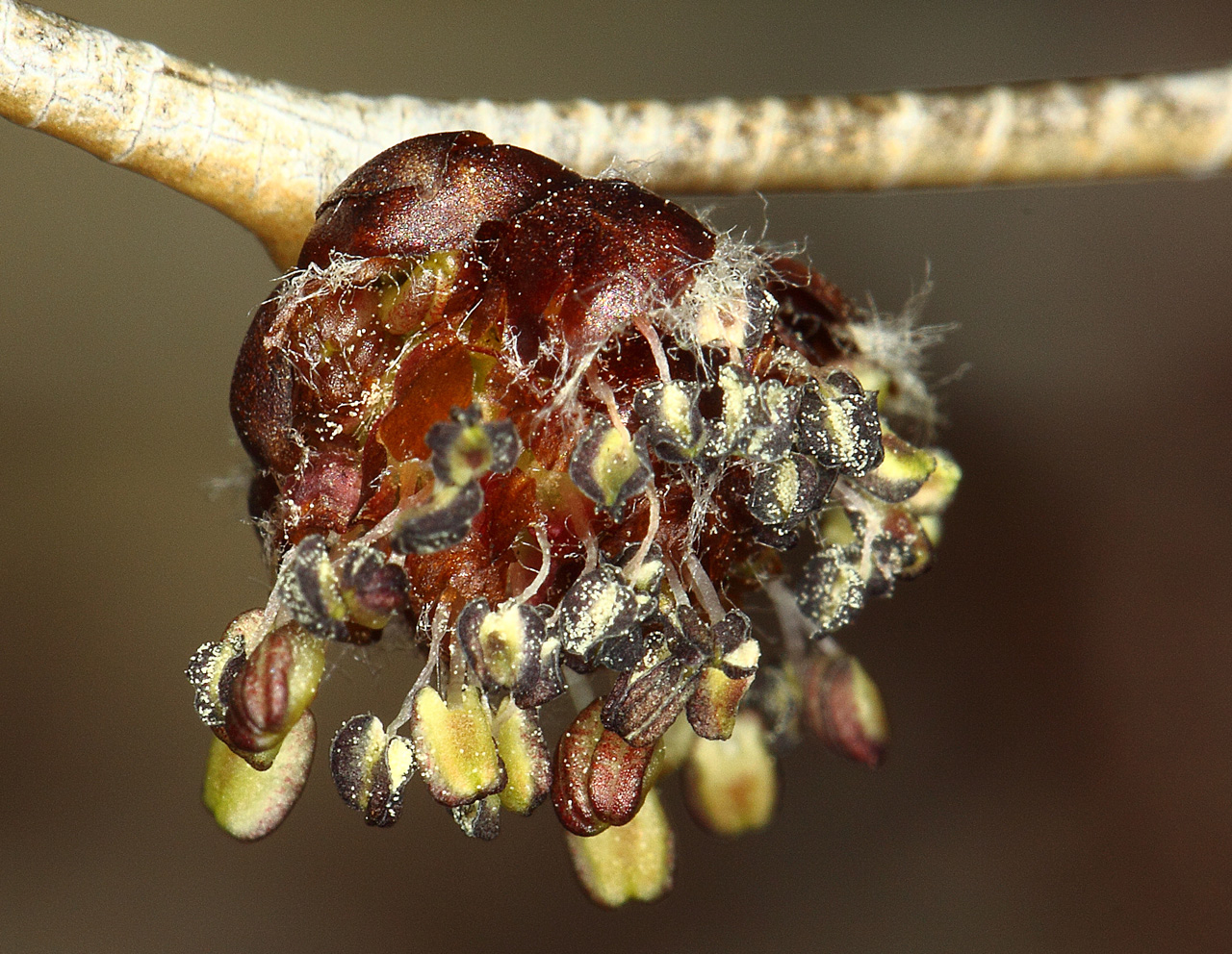 Flowers coming out of the bud