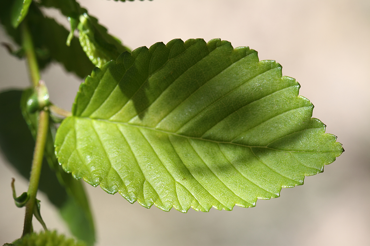 Leaves are oblong with toothed margins
