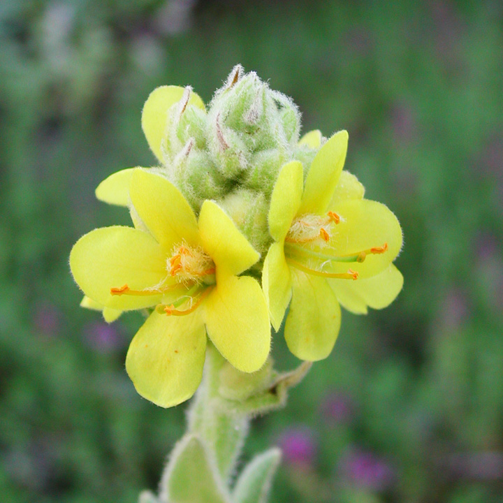 Arrangement of the small yellow flowers on the inflorescence