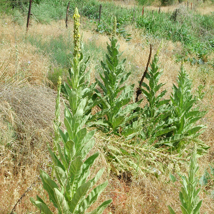 several tall green mullein plants growing on a slope among dried out vegetation