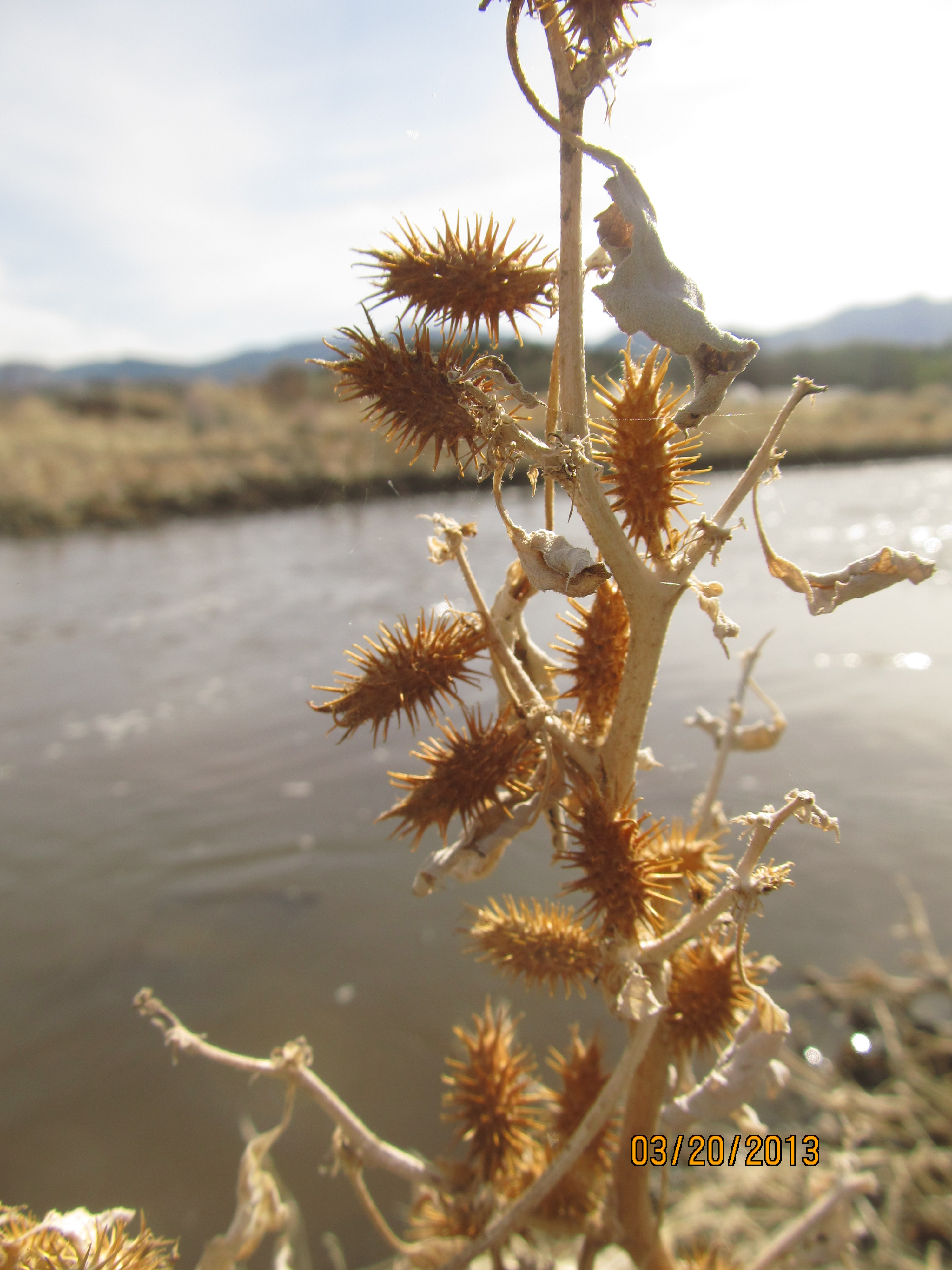 Erect stem with multiple mature burs