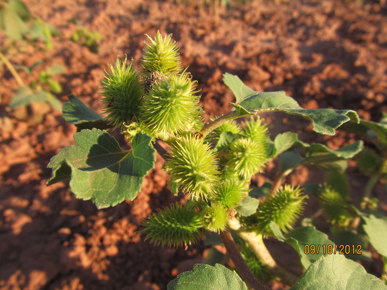 Small spiny seedheads with round, irregular leaves below them and red gravel in the background.