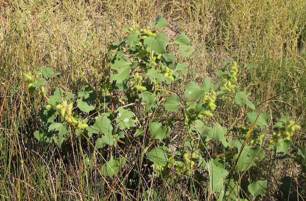 Large plant with round, irregular leaves and clusters of small, spiny seedheads, with other forbs and grasses behind it.