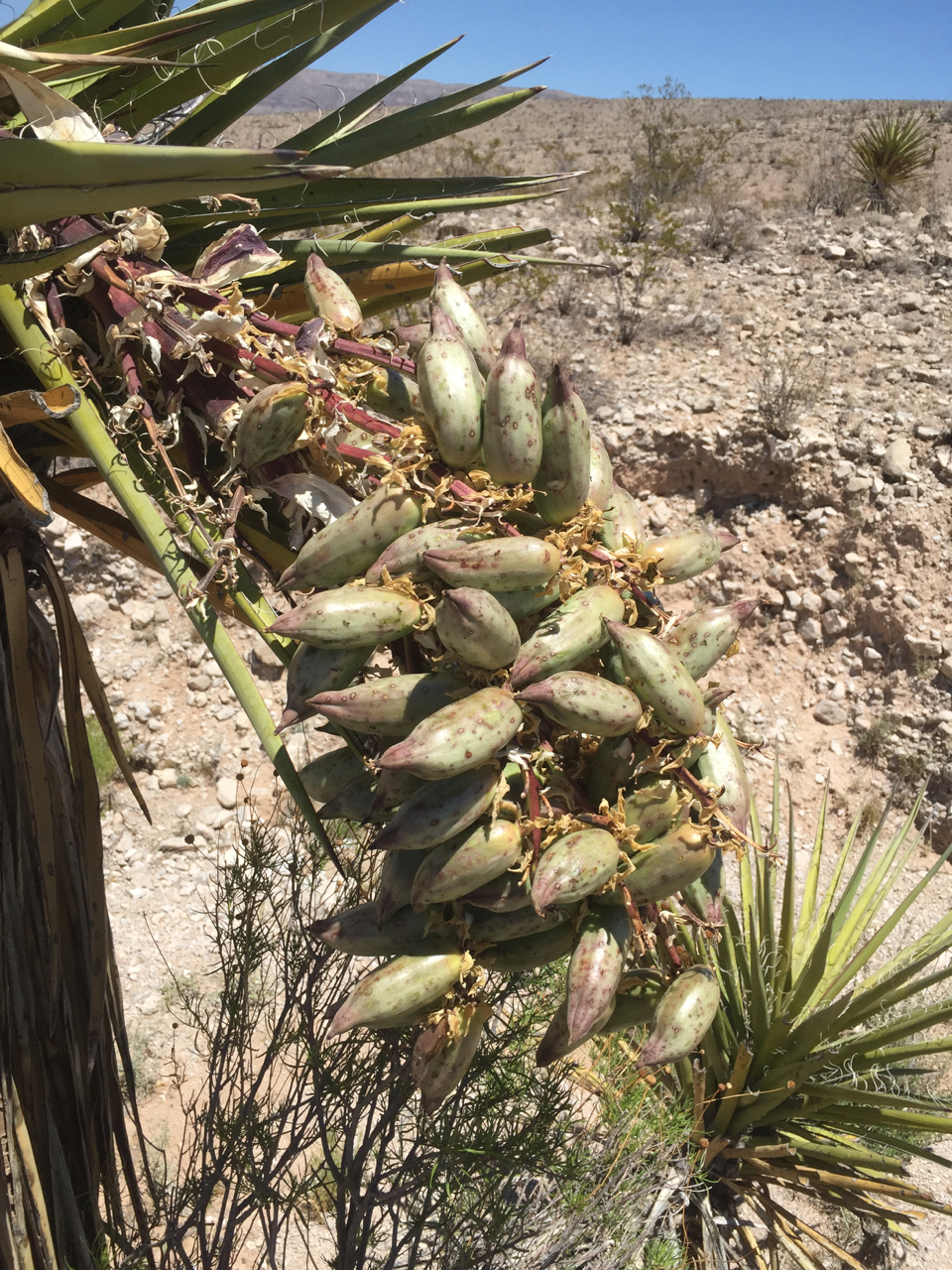 A branch full of banana-like fruit hanging down from a spiky plant