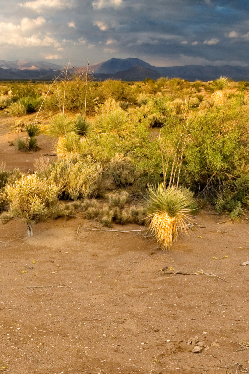 Brushland habitat