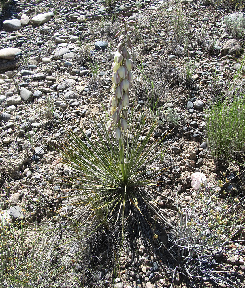 A medium-sized plant with long sharp-tipped leaves emerging radially from its center, growing on rocky ground.