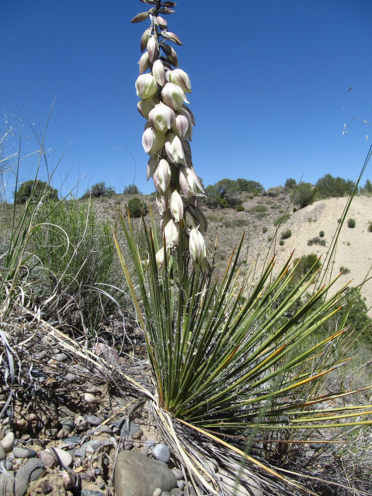 Flower stalk with large white bell-shaped flowers emerging from a plant with long sharp leaves in a radial pattern.