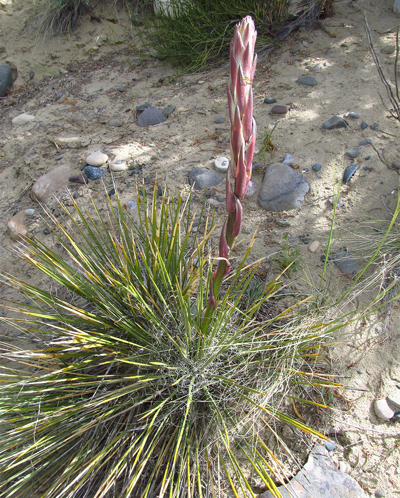 A reddish stalk with flower buds beginning to emerge from a plant with long sharp leaves in a radial arrangement.