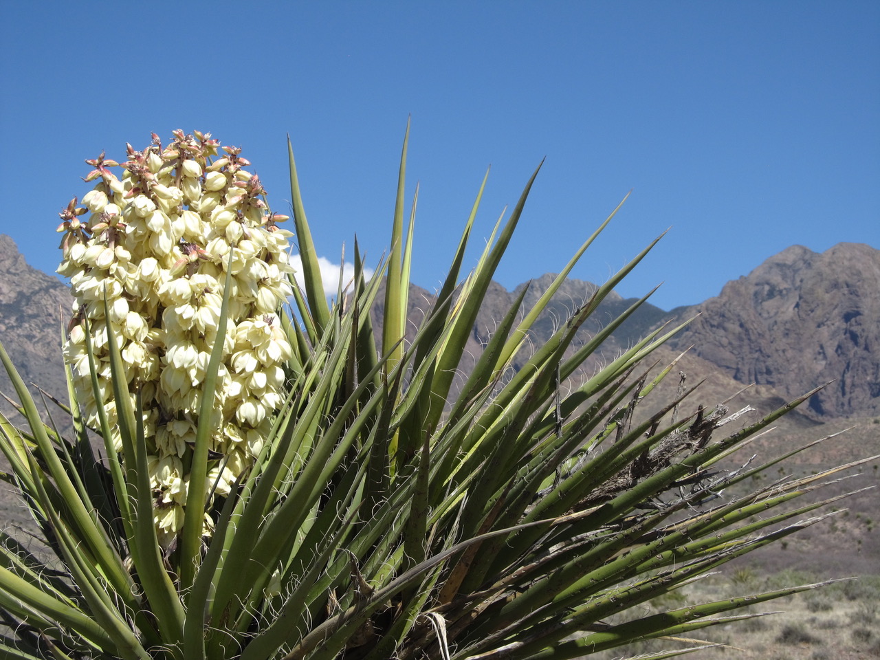 A densely packed inflorescence with numerous white flowers