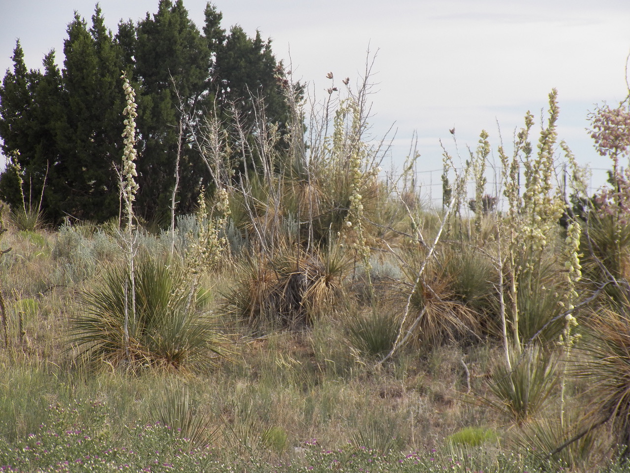 Growth habit of plants with basal leaves and tall flower stalks