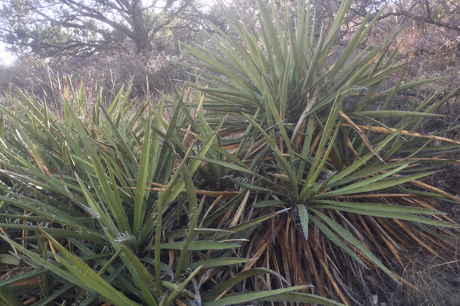 Leaves radiate outward from the central stem