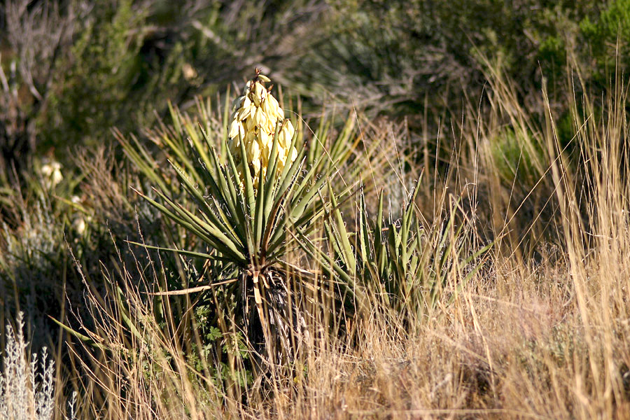 Growth habit with a flower stalk sitting among a large number of leaves