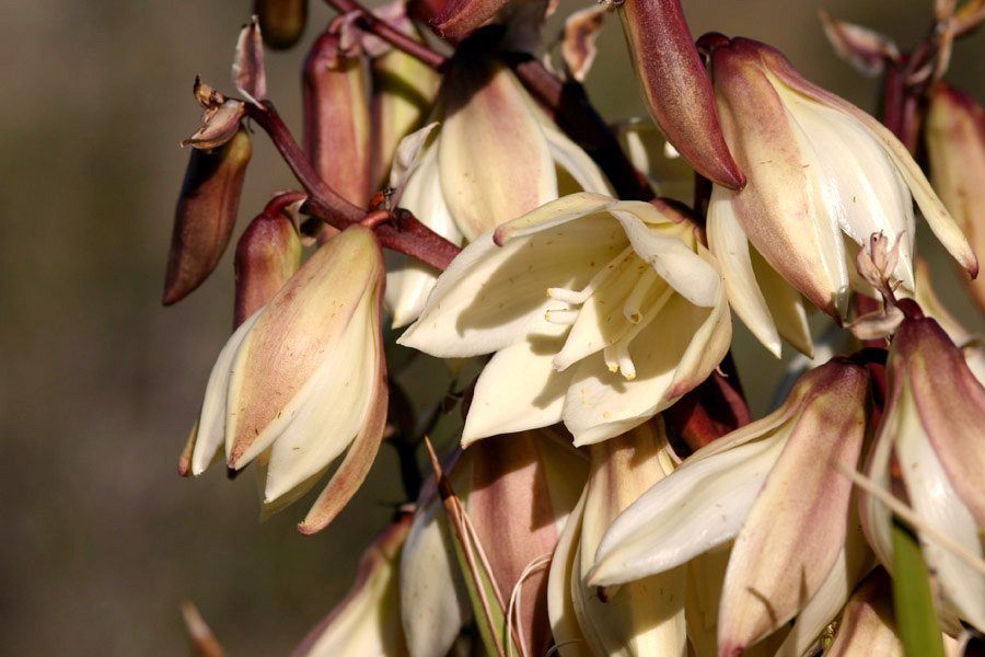 Tulip-like white flowers tinged with reddish-brown