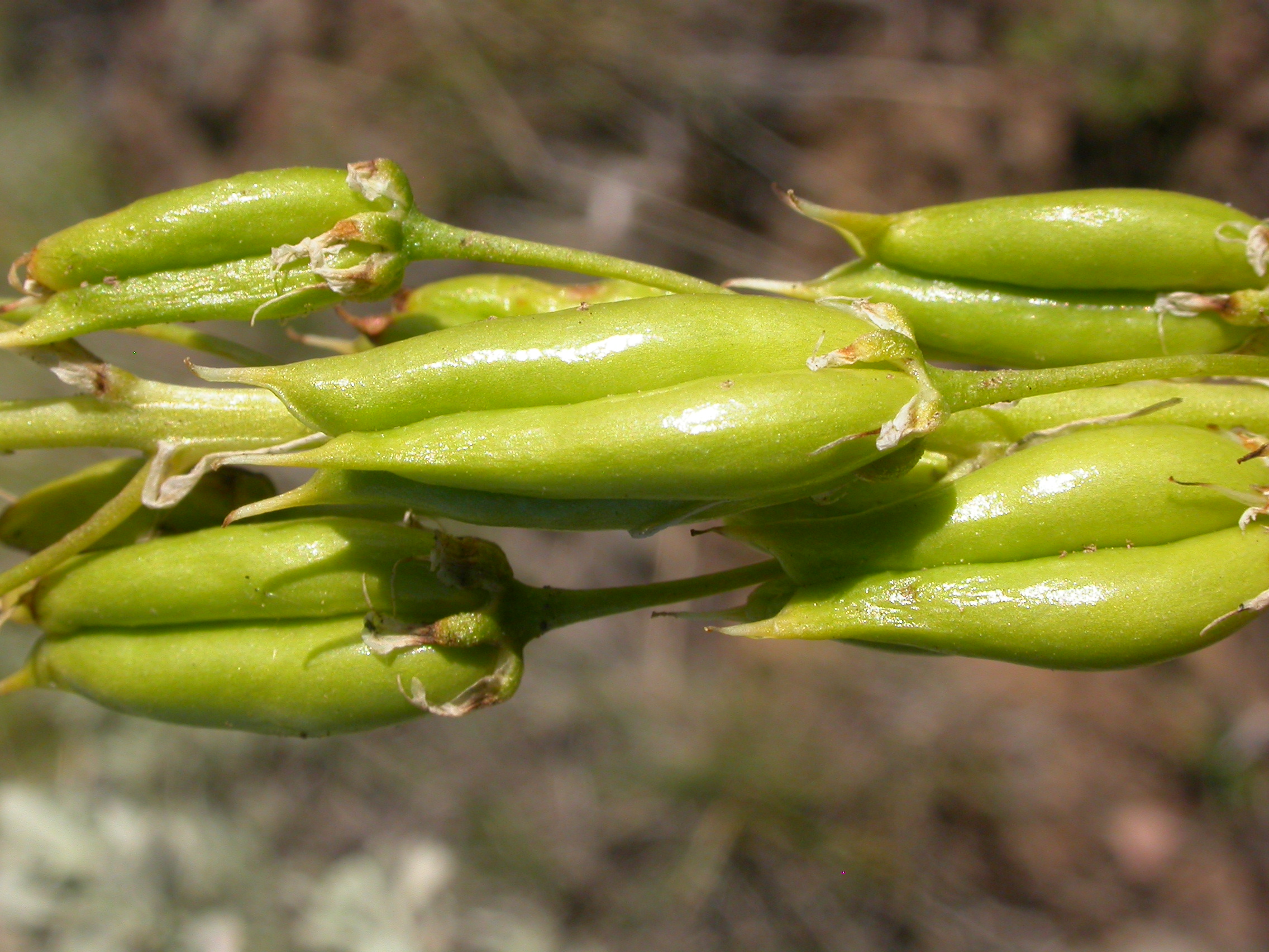 Light green, three-celled seed capsules