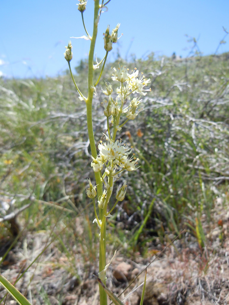 White flowers on the stout, green stalk