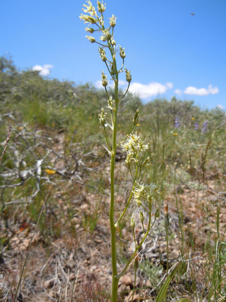 Plant with white flowers in brushland habitat