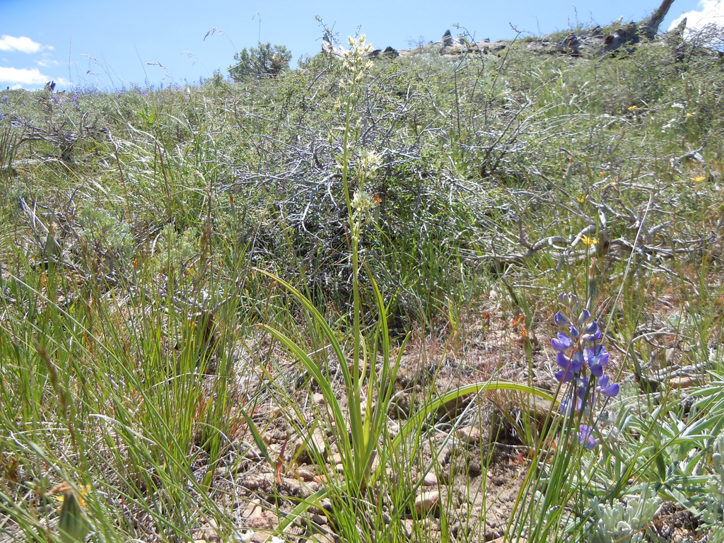 Plant with white flowers in brushland habitat