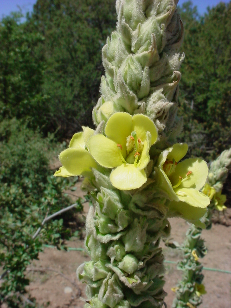 Arrangement of the small yellow flowers on the inflorescence