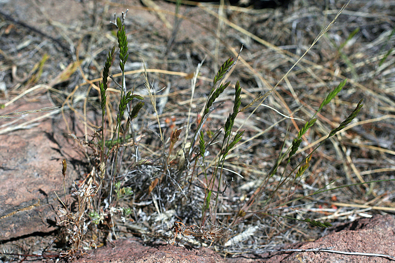 Tufted growth habit with short, slender stalks and small seedheads