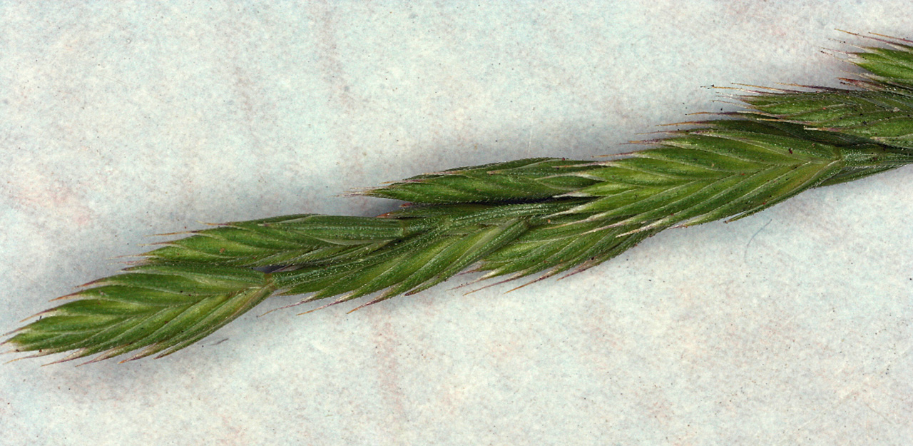 Panicle showing arrangement of spikelets