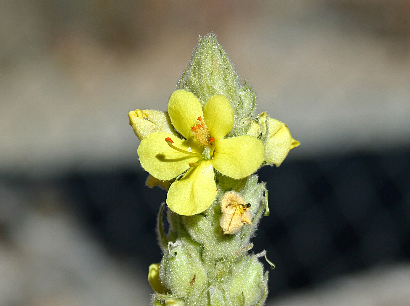 Tip of inflorescence with open, yellow flower and visible pollen
