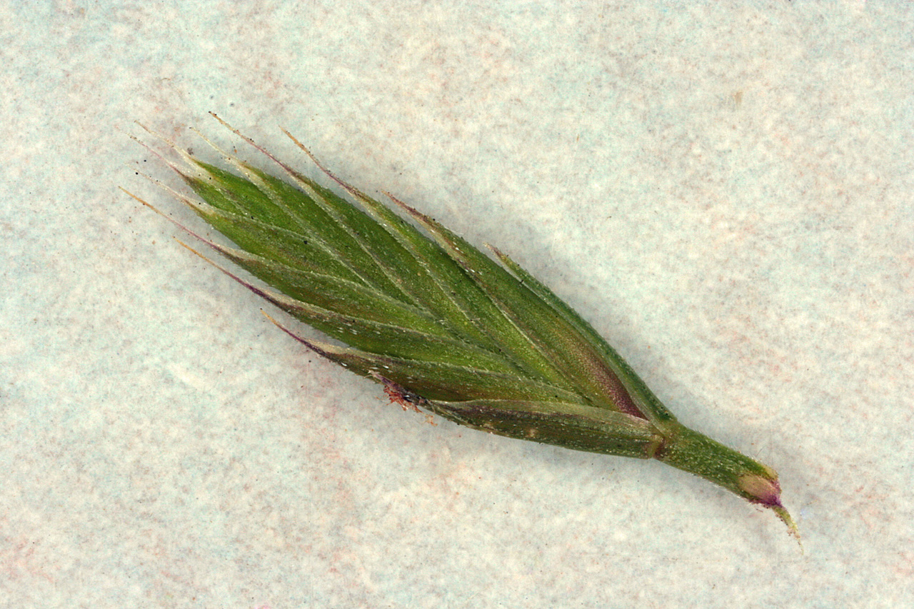 Close-up of a spikelet, showing arrangement of seeds along the axis. The seeds lie close and taper, creating a point at the end of the spikelet.