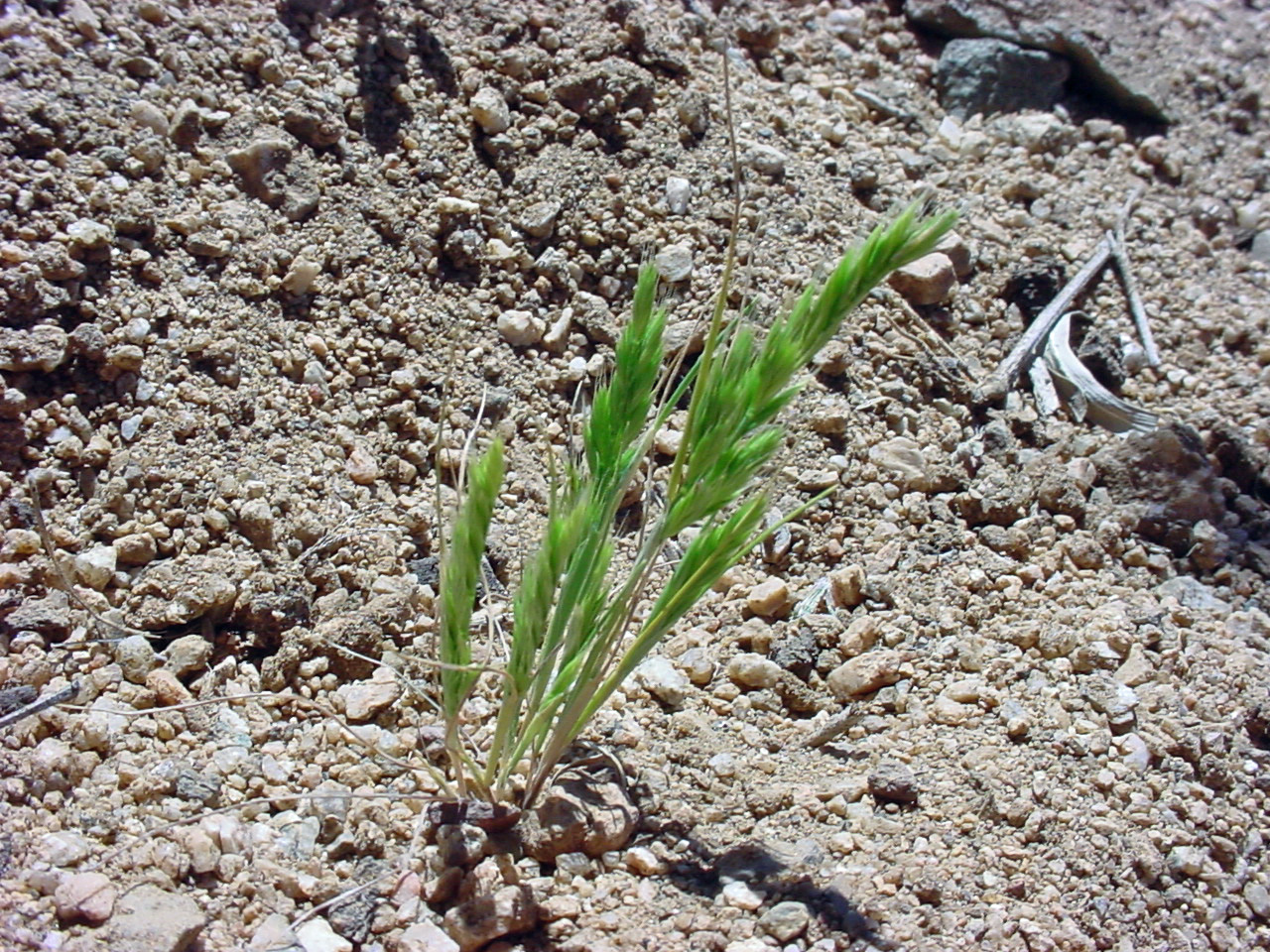 Growth habit of a small specimen with many seeds.