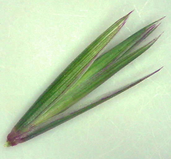 A green spikelet tinged with purple