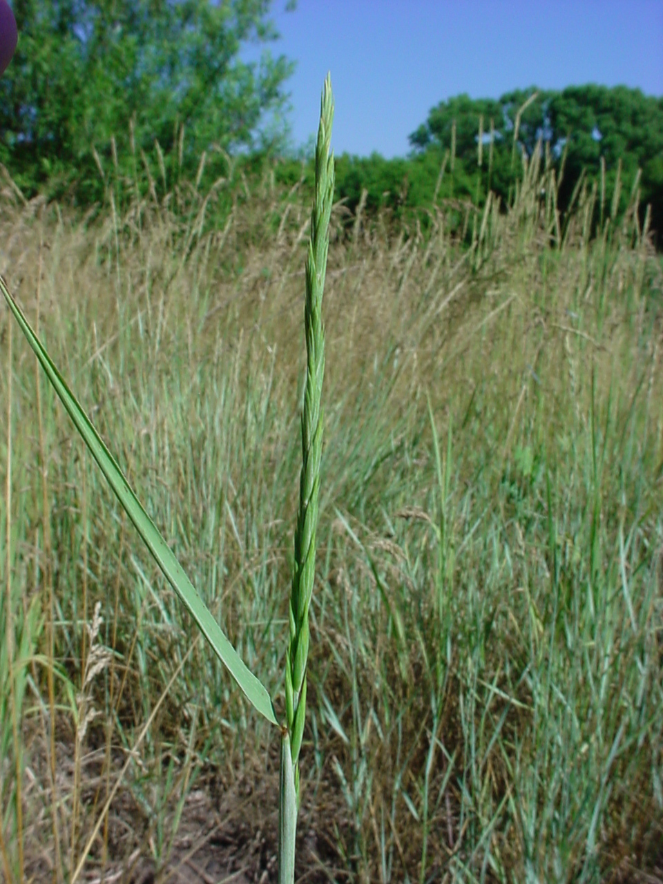 Green inflorescence, which is very narrow and long