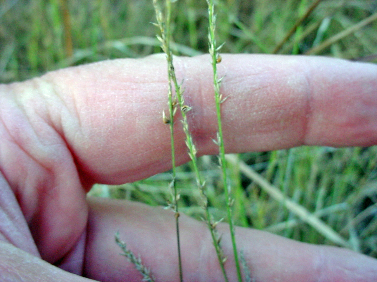 Green spikelet displaying typical pattern of  seeds and interrupted patches