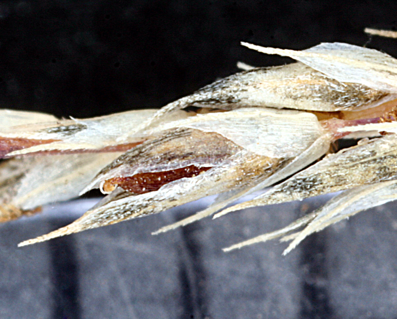 Close-up of seed spikelet