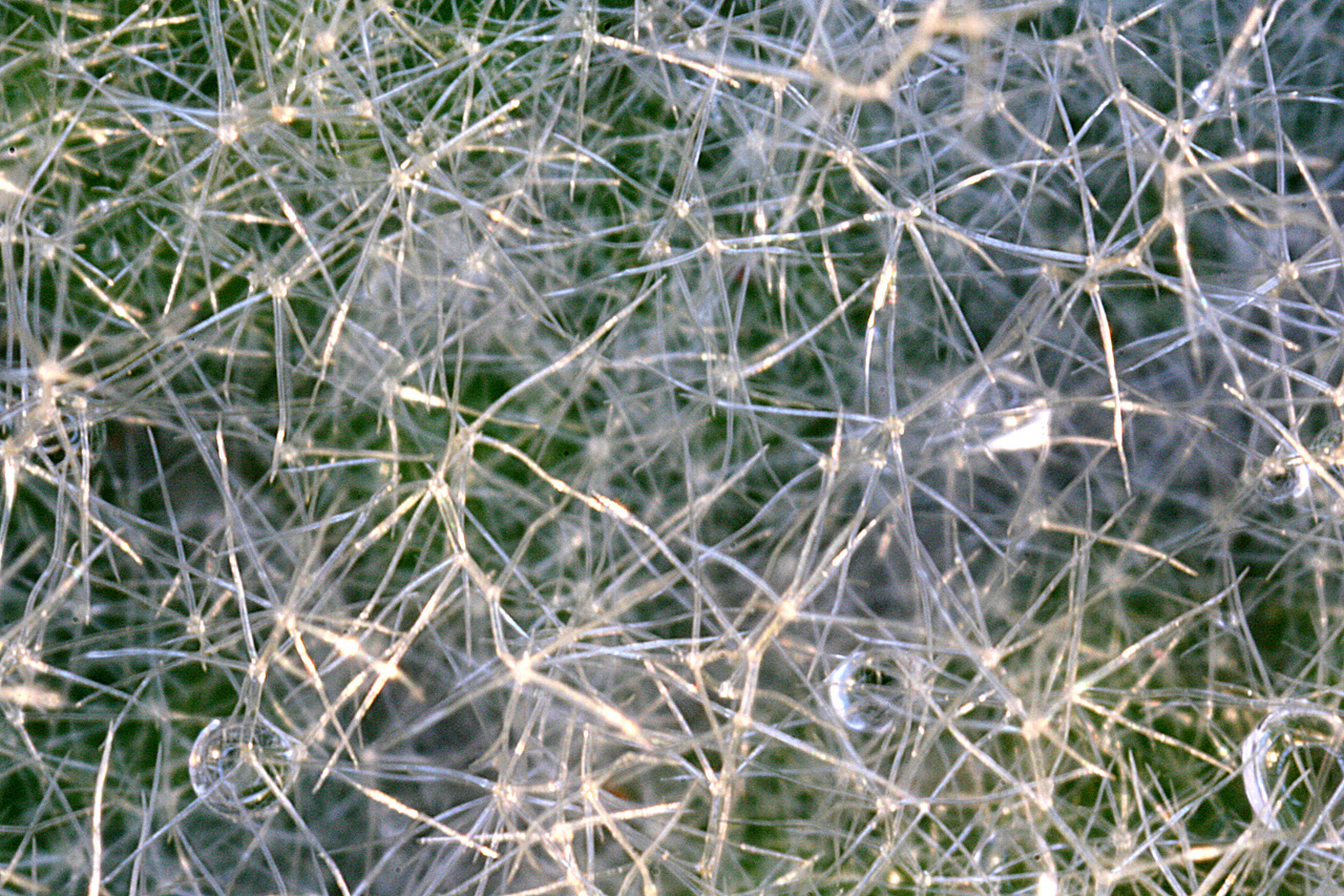 Close-up of leaf, which shows the pattern of cilia that result in the fuzzy texture of the leaf