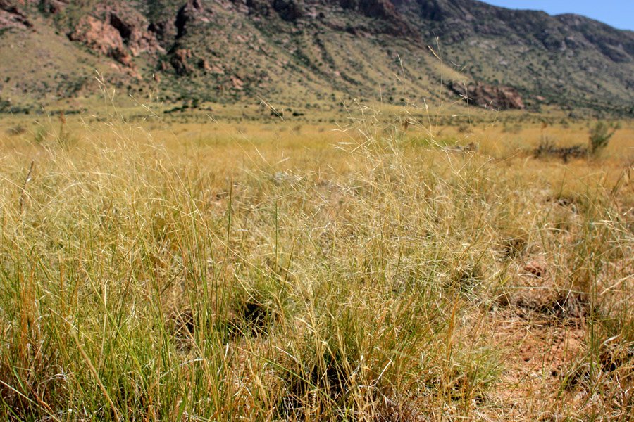 Grassland habitat of Aristida pansa