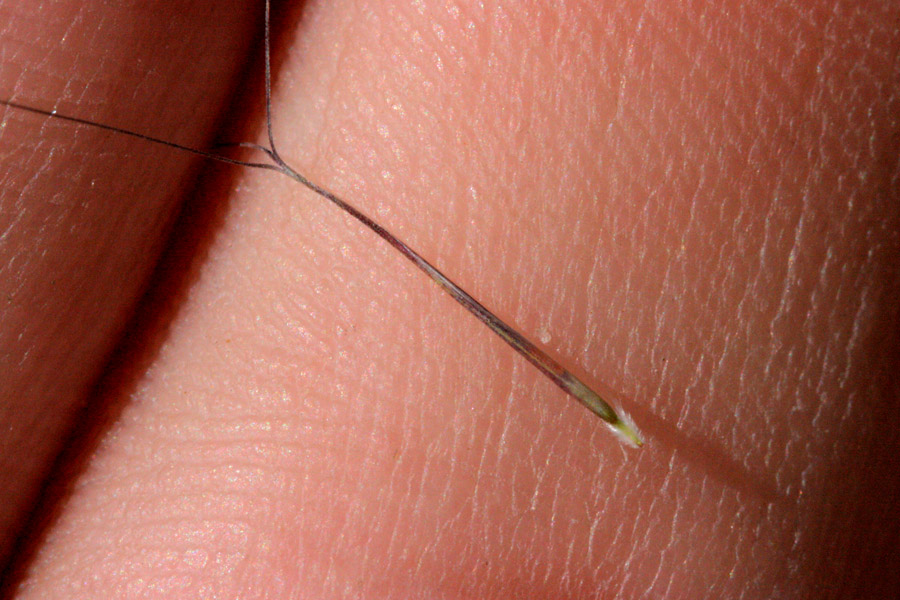 Seed and awns of  Aristida divaricata, poverty three-awn